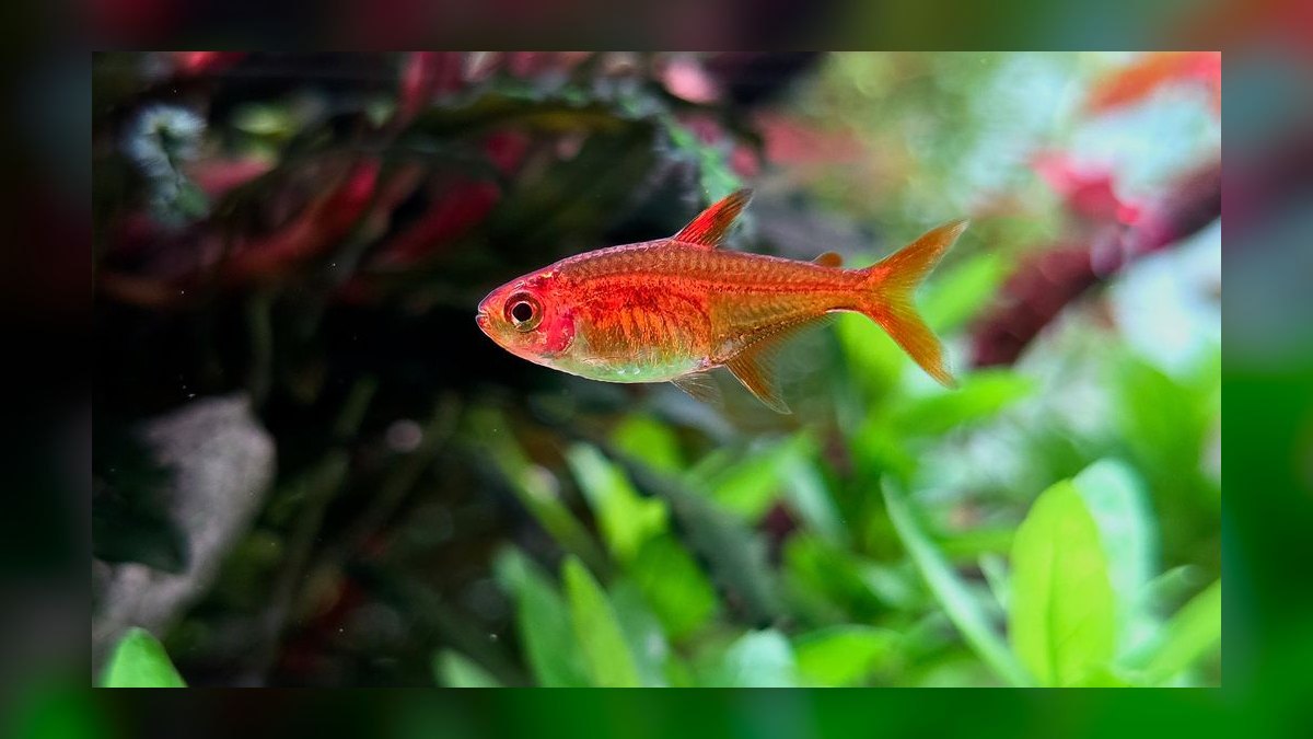 Top 10 neon tetra tank mates 2027 — figure 7