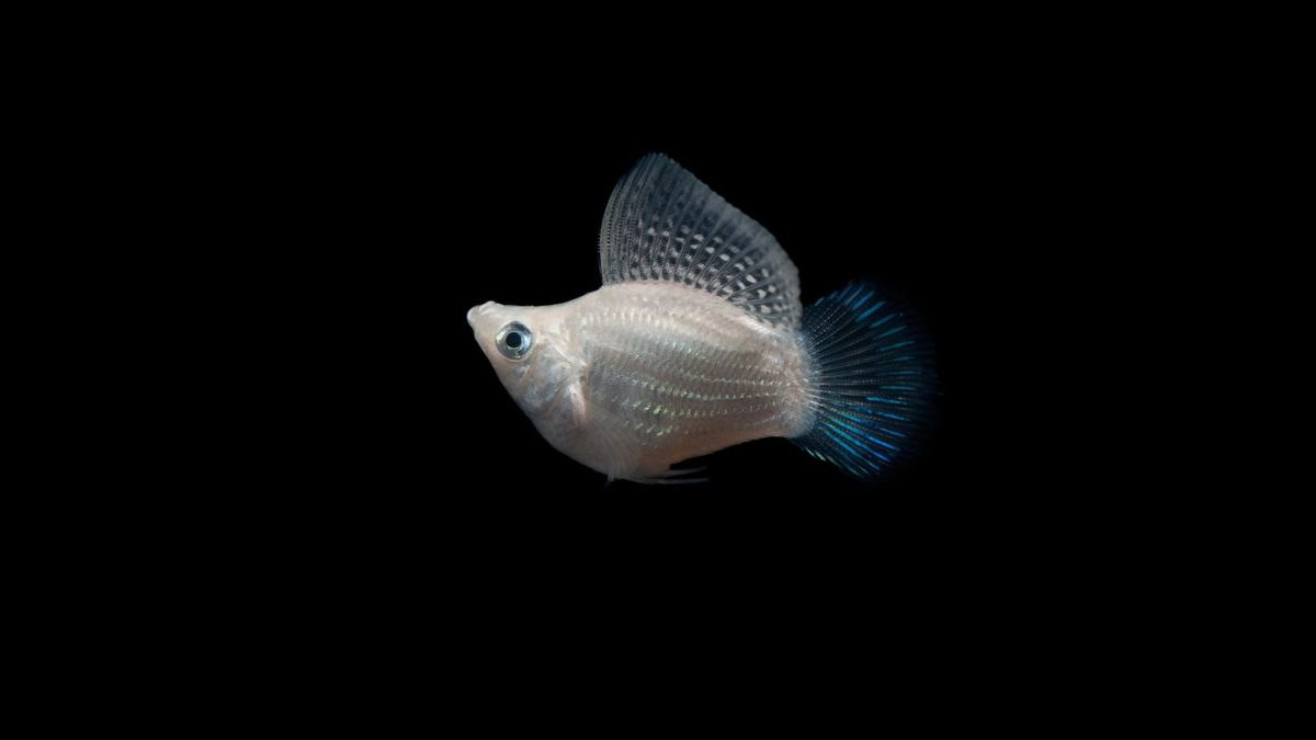 Top 10 molly fish facts 2027 — figure 1