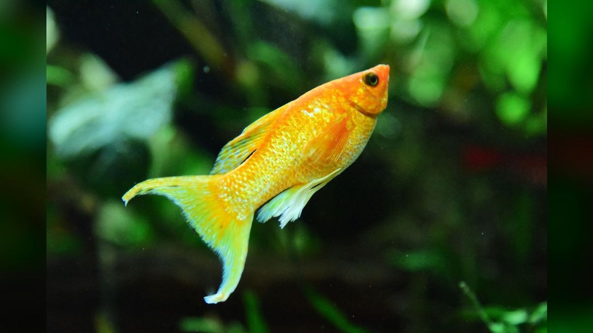 Top 10 molly fish facts 2027 — figure 2