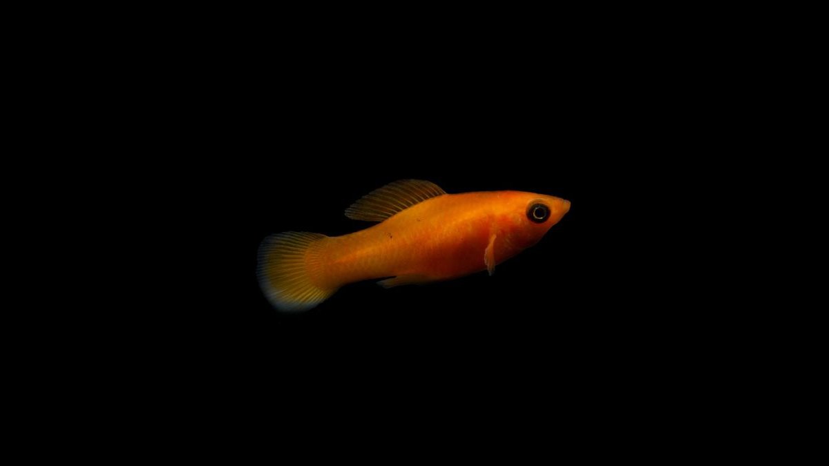 Top 10 molly fish facts 2027 — figure 3