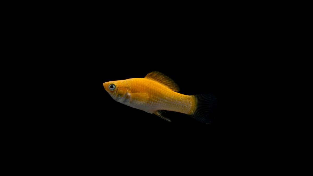 Top 10 molly fish facts 2027 — figure 4