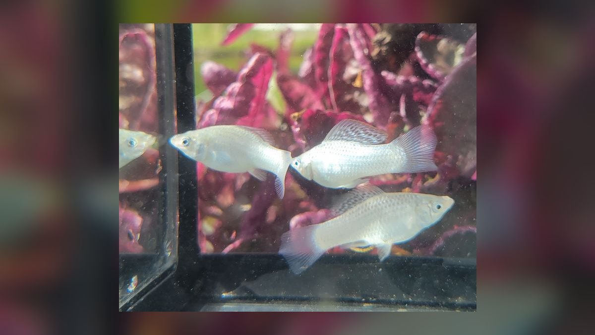 Top 10 molly fish facts 2027 — figure 7