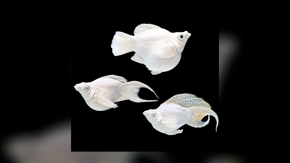 Top 10 molly fish facts 2027 — figure 8