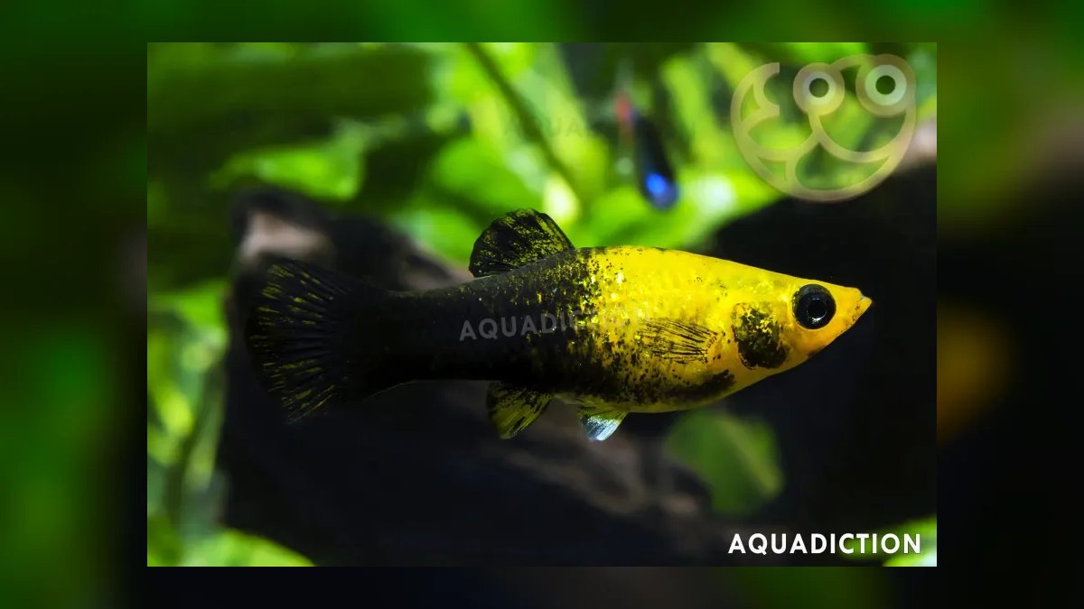 Top 10 molly fish facts 2027 — figure 9