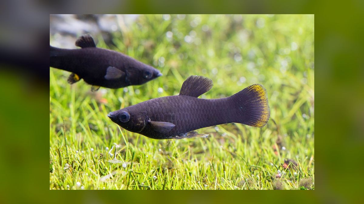Top 10 molly fish facts 2027