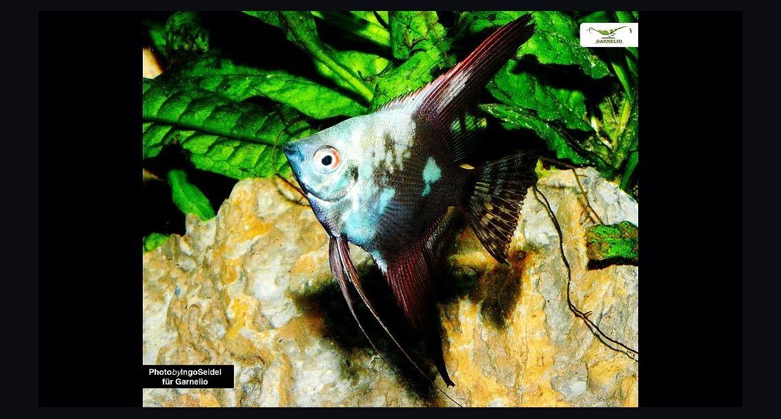Top 10 angelfish tank size guide 2027