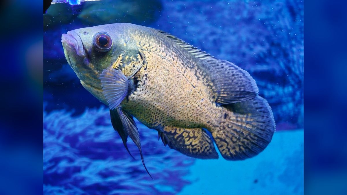 Top 10 Oscar fish requirements 2027 — figure 1