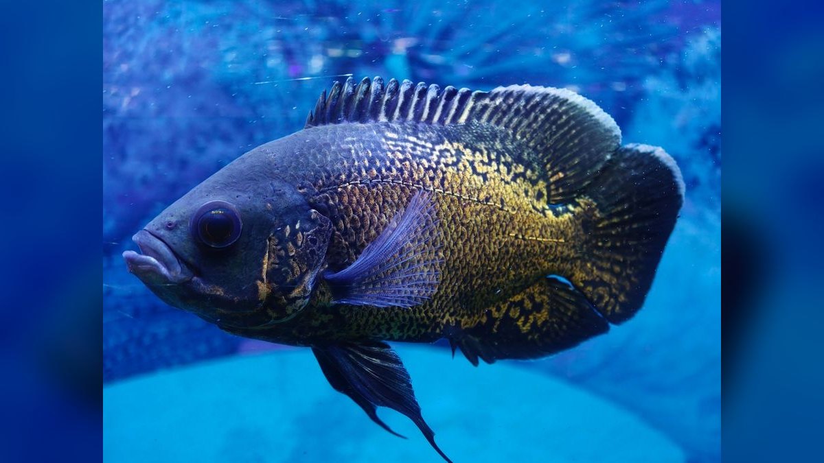Top 10 Oscar fish requirements 2027 — figure 2
