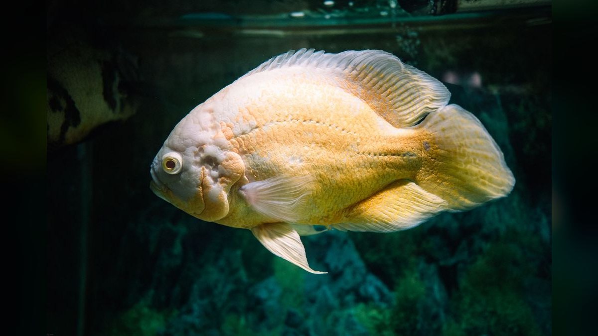 Top 10 Oscar fish requirements 2027 — figure 3