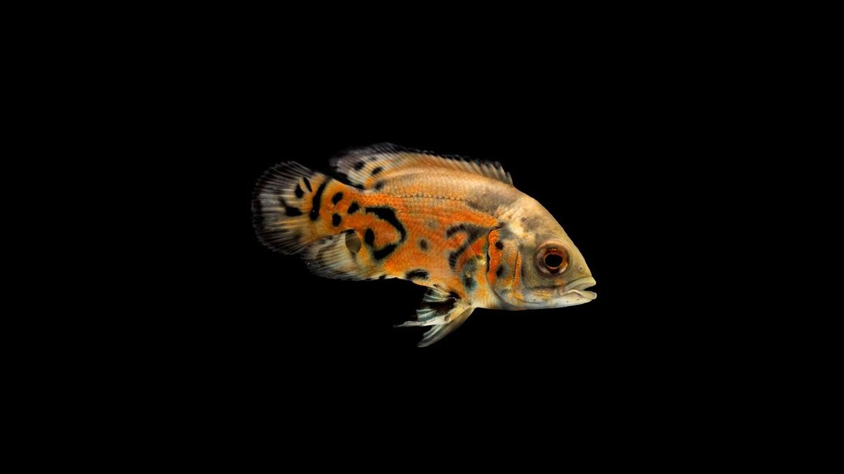 Top 10 Oscar fish requirements 2027 — figure 5