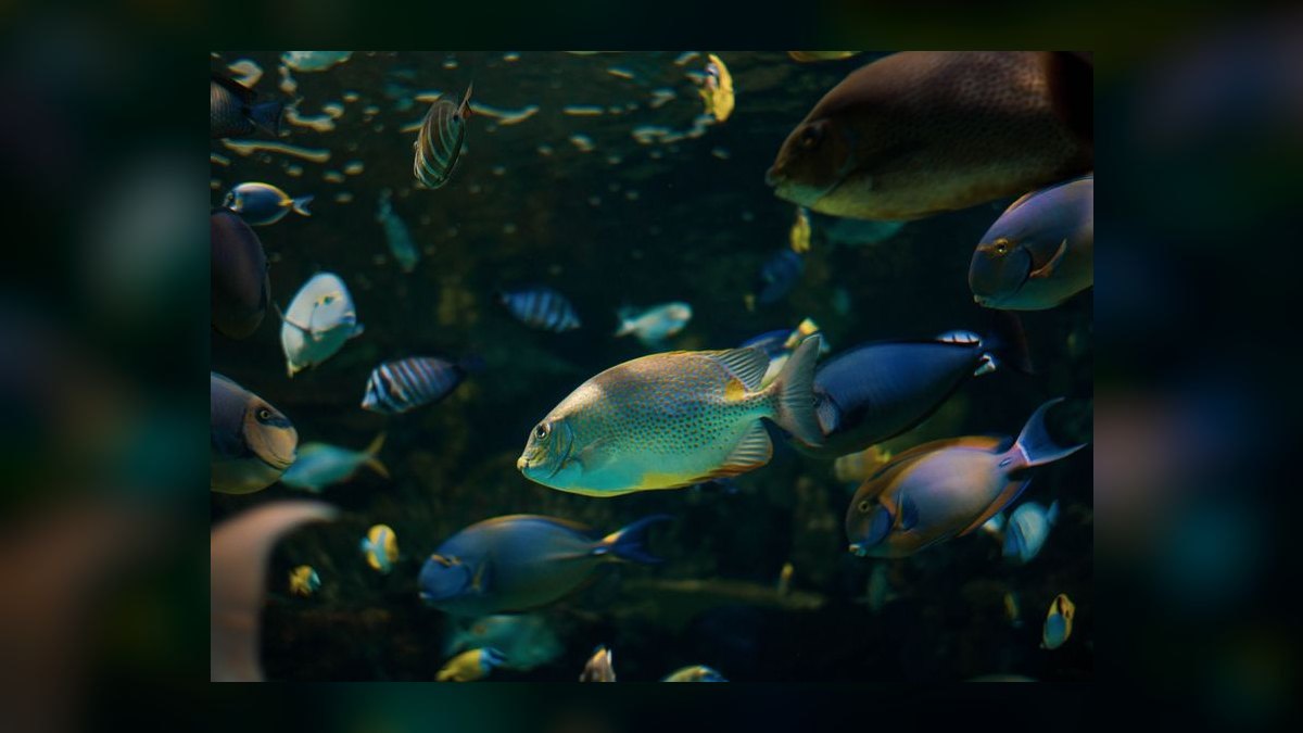 Top 10 rainbowfish species 2027 — figure 1