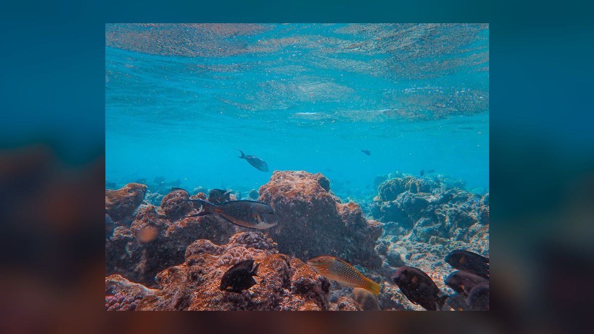 Top 10 rainbowfish species 2027 — figure 2