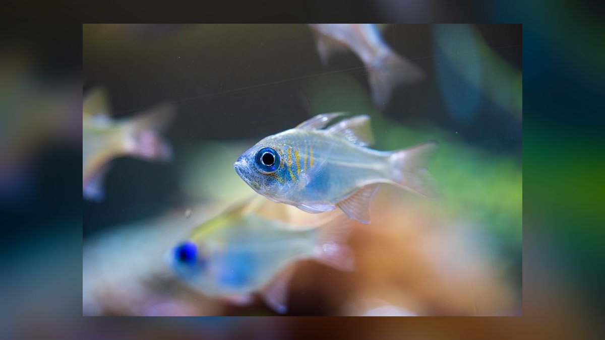 Top 10 rainbowfish species 2027 — figure 3