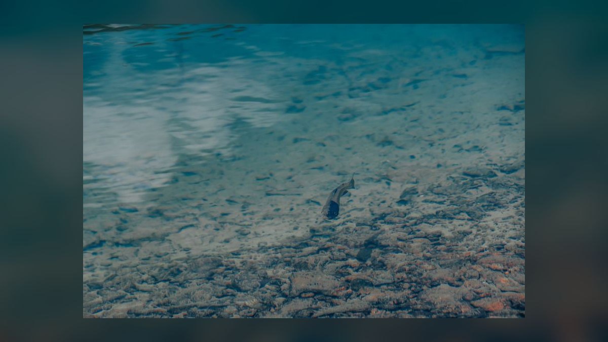 Top 10 rainbowfish species 2027 — figure 4