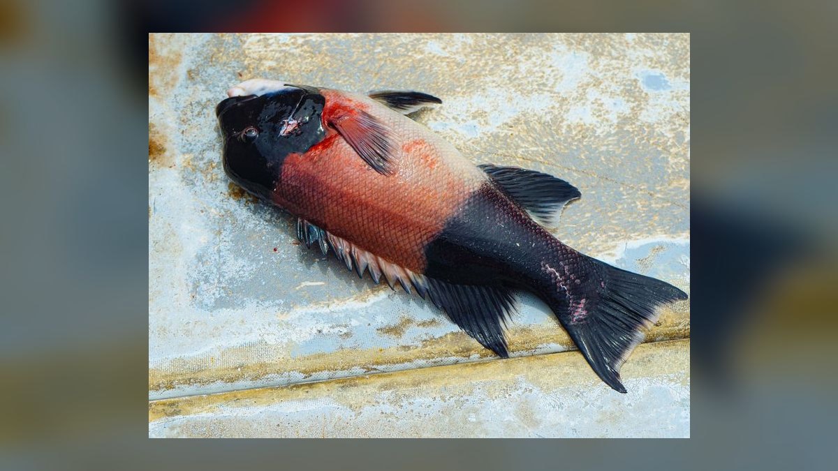 Top 10 rainbowfish species 2027 — figure 5