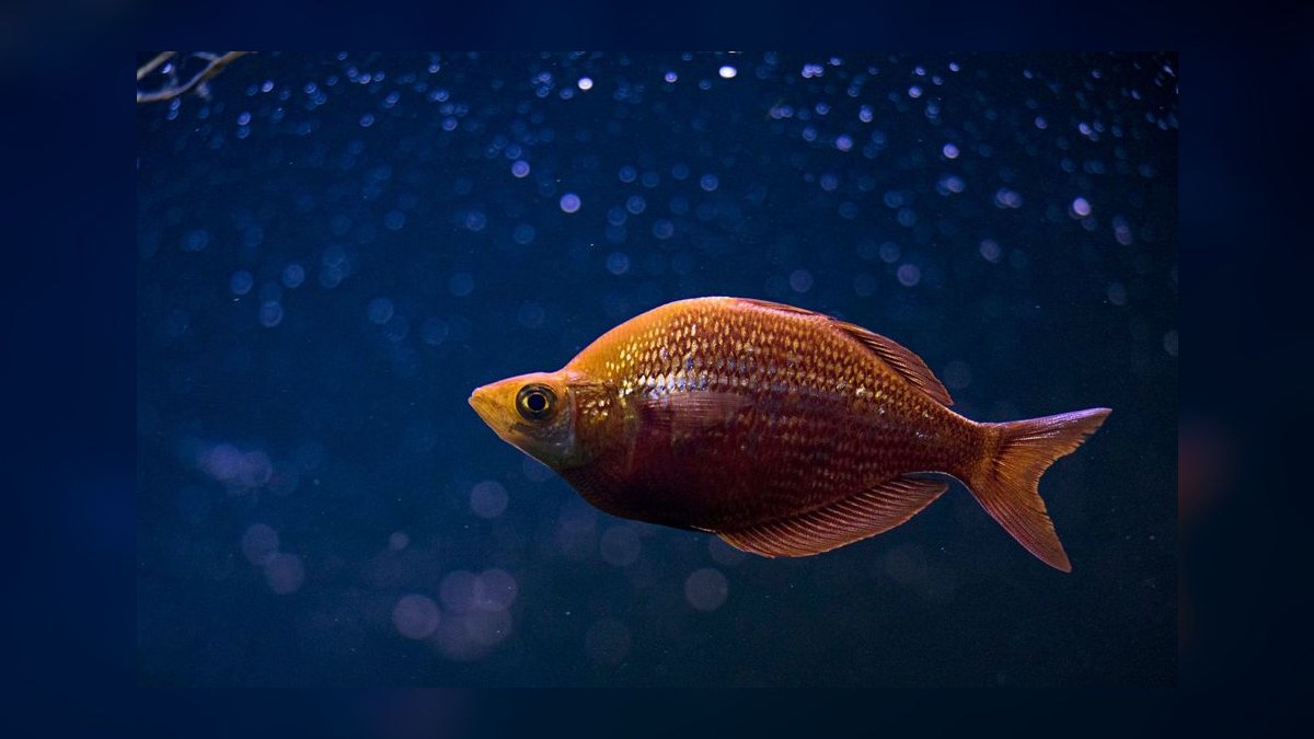 Top 10 rainbowfish species 2027 — figure 8