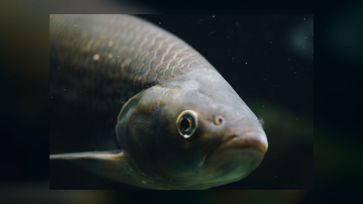 Top 10 rainbowfish species 2027