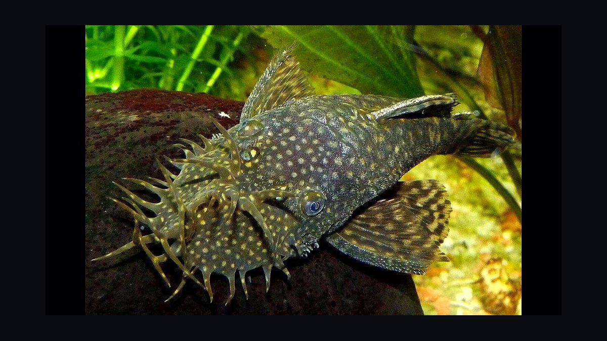 Top 10 loach varieties 2027 — figure 10