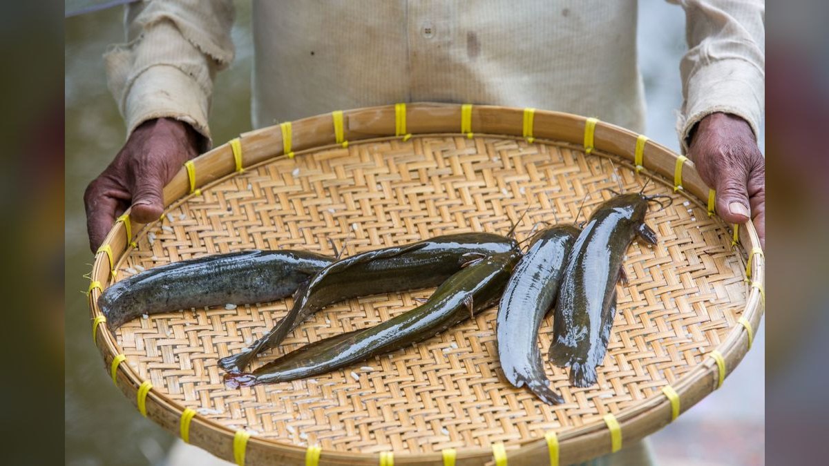 Top 10 loach varieties 2027 — figure 2