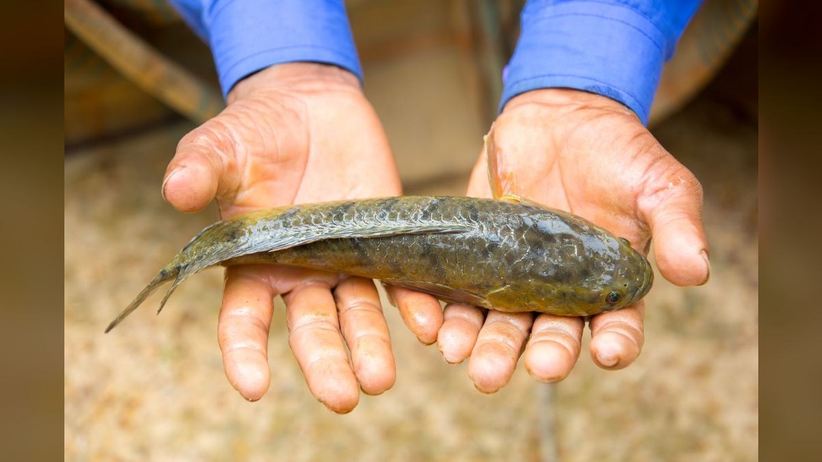 Top 10 loach varieties 2027 — figure 3