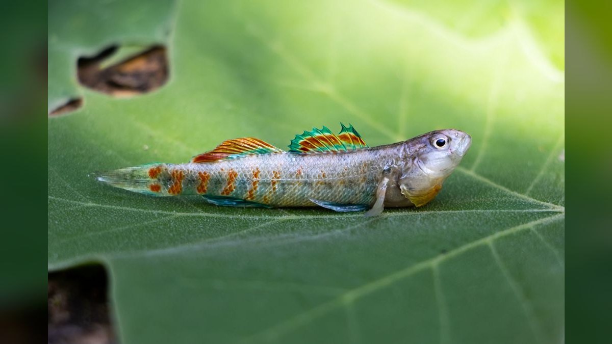 Top 10 loach varieties 2027 — figure 4