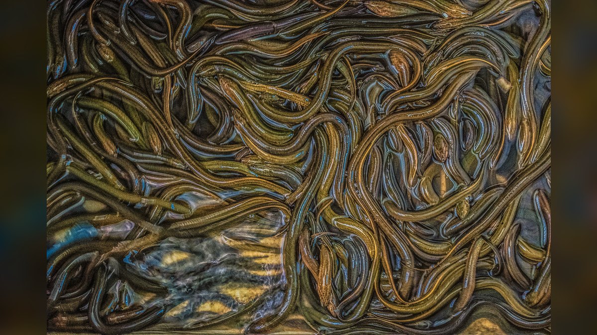 Top 10 loach varieties 2027 — figure 5