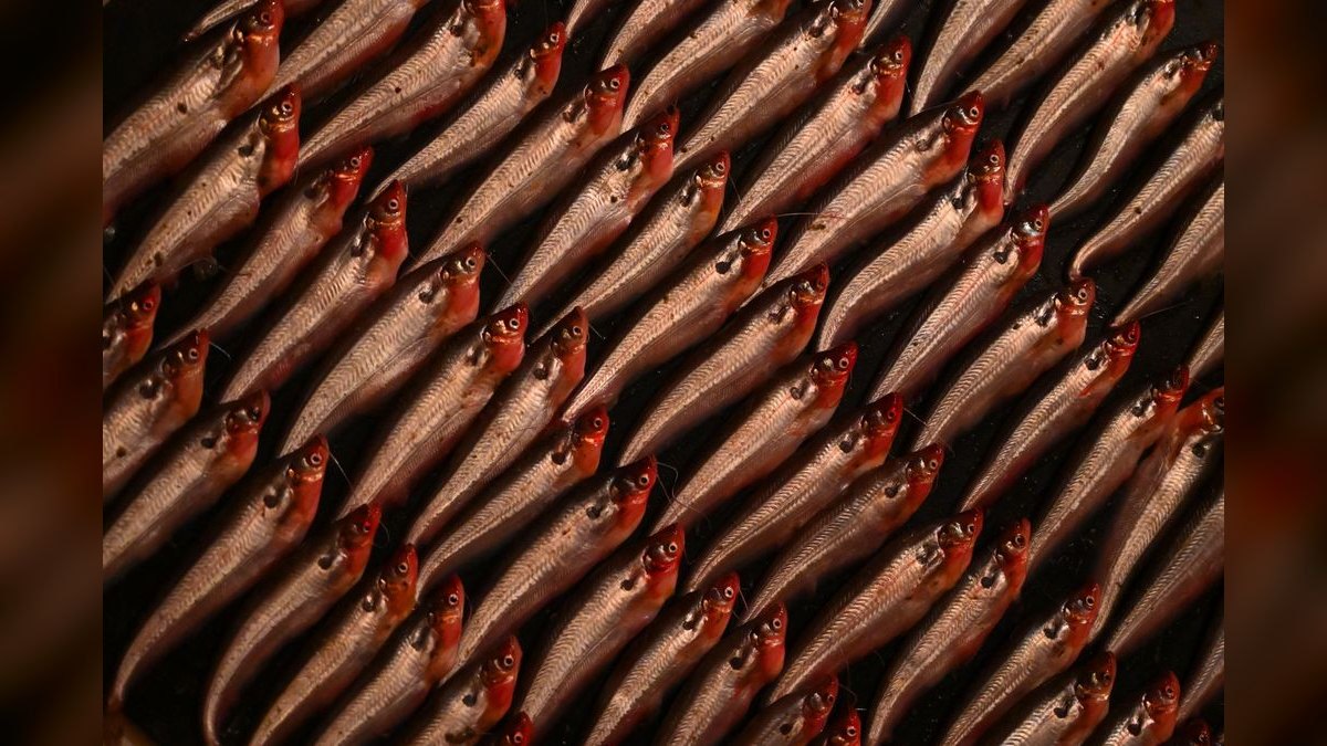 Top 10 loach varieties 2027 — figure 6