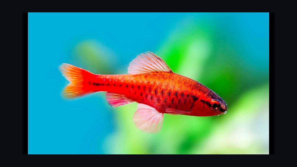 Top 10 loach varieties 2027 — figure 7