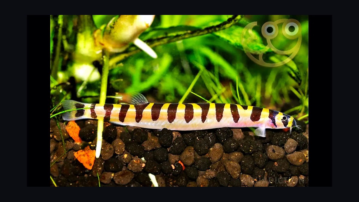 Top 10 loach varieties 2027 — figure 9