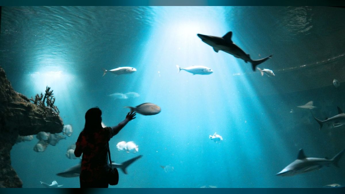 Top 10 aquarium photography tips 2027 — figure 4
