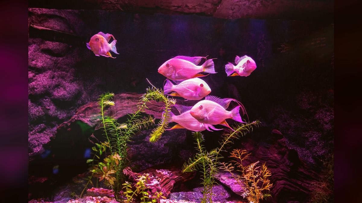 Top 10 aquarium photography tips 2027 — figure 5