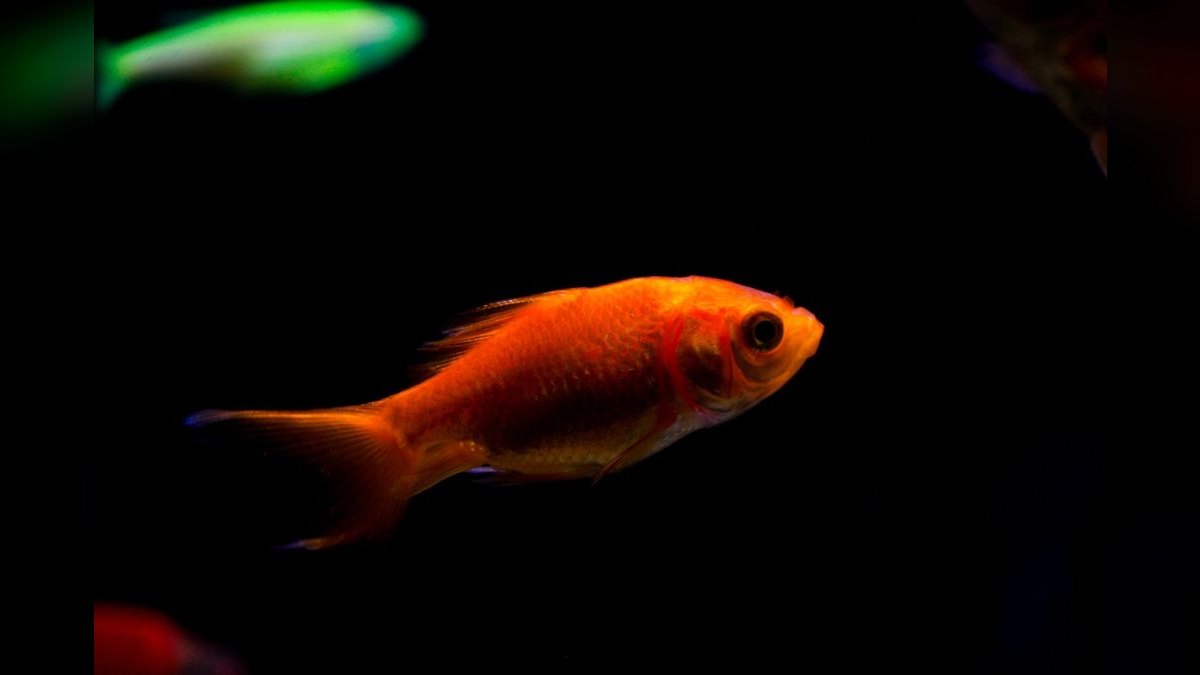 Top 10 aquarium photography tips 2027