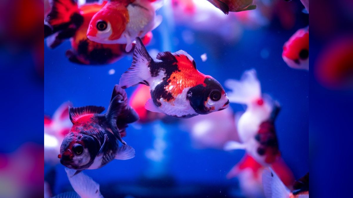 Top 10 fish breeding hacks 2027 — figure 3