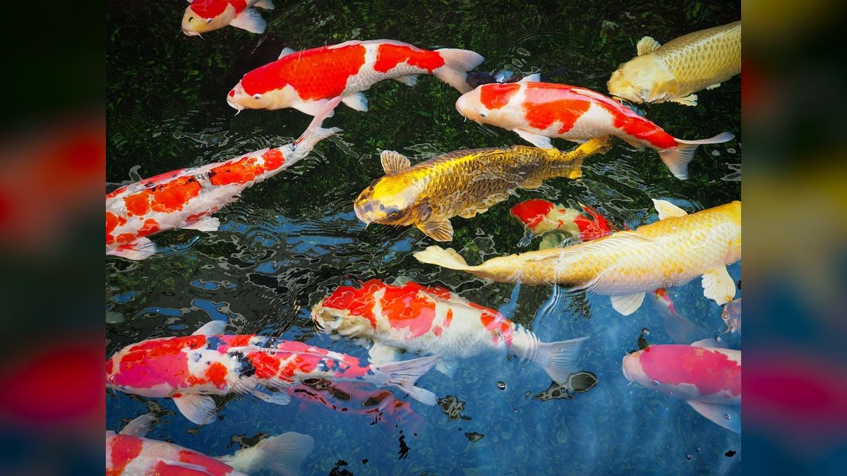 Top 10 fish breeding hacks 2027 — figure 4