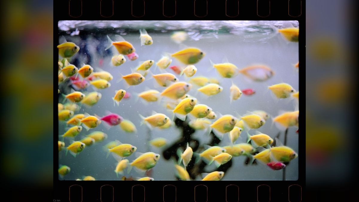Top 10 fish breeding hacks 2027 — figure 5