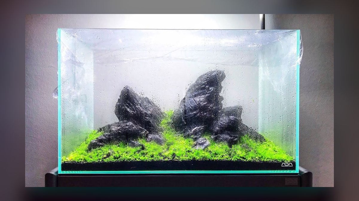 Top 10 nature aquarium styles 2027 — figure 1