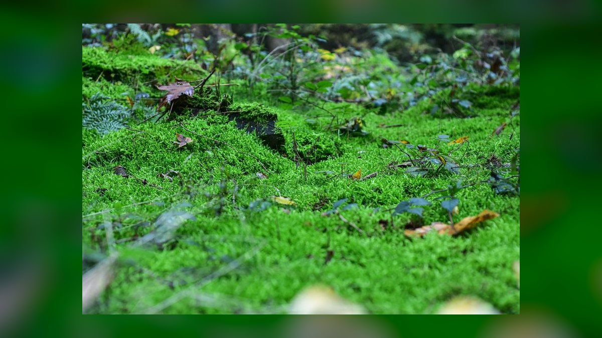 Top 10 nature aquarium styles 2027 — figure 3