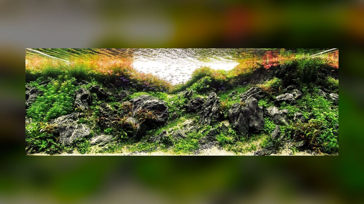 Top 10 nature aquarium styles 2027 — figure 4