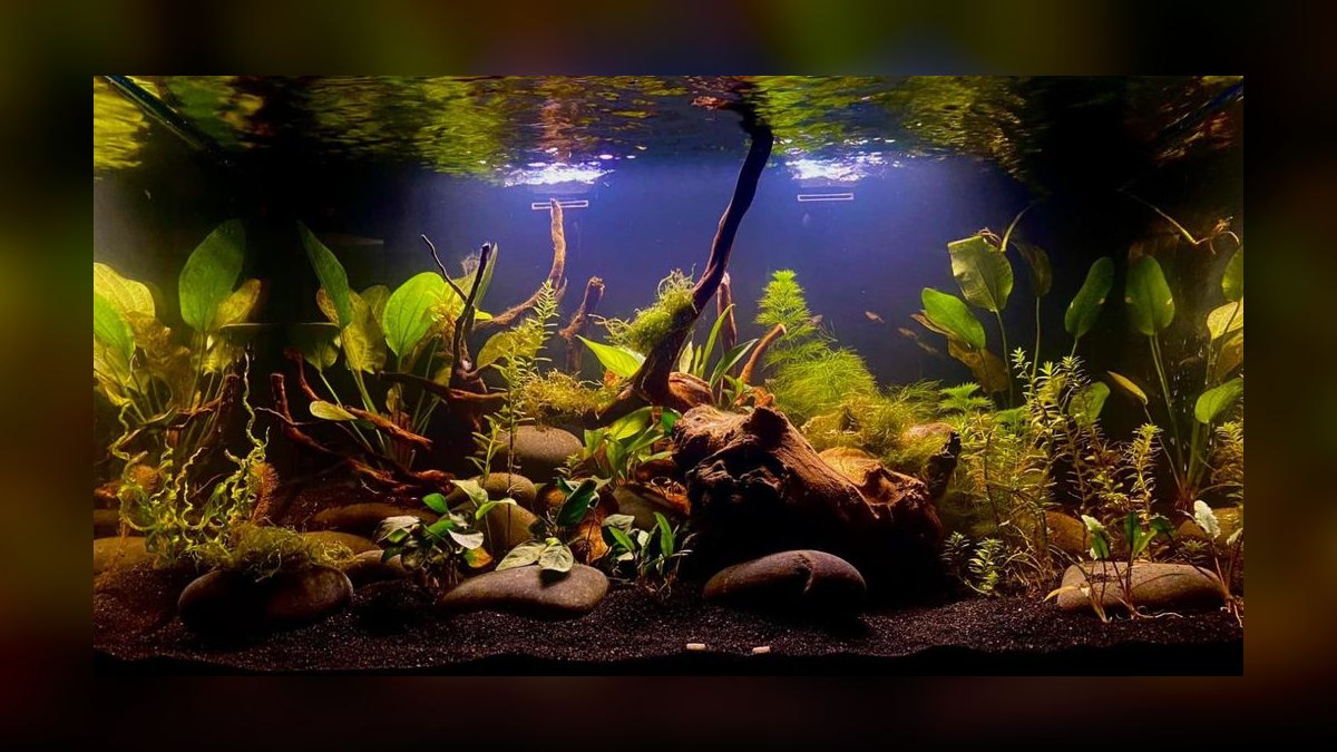 Top 10 nature aquarium styles 2027 — figure 6