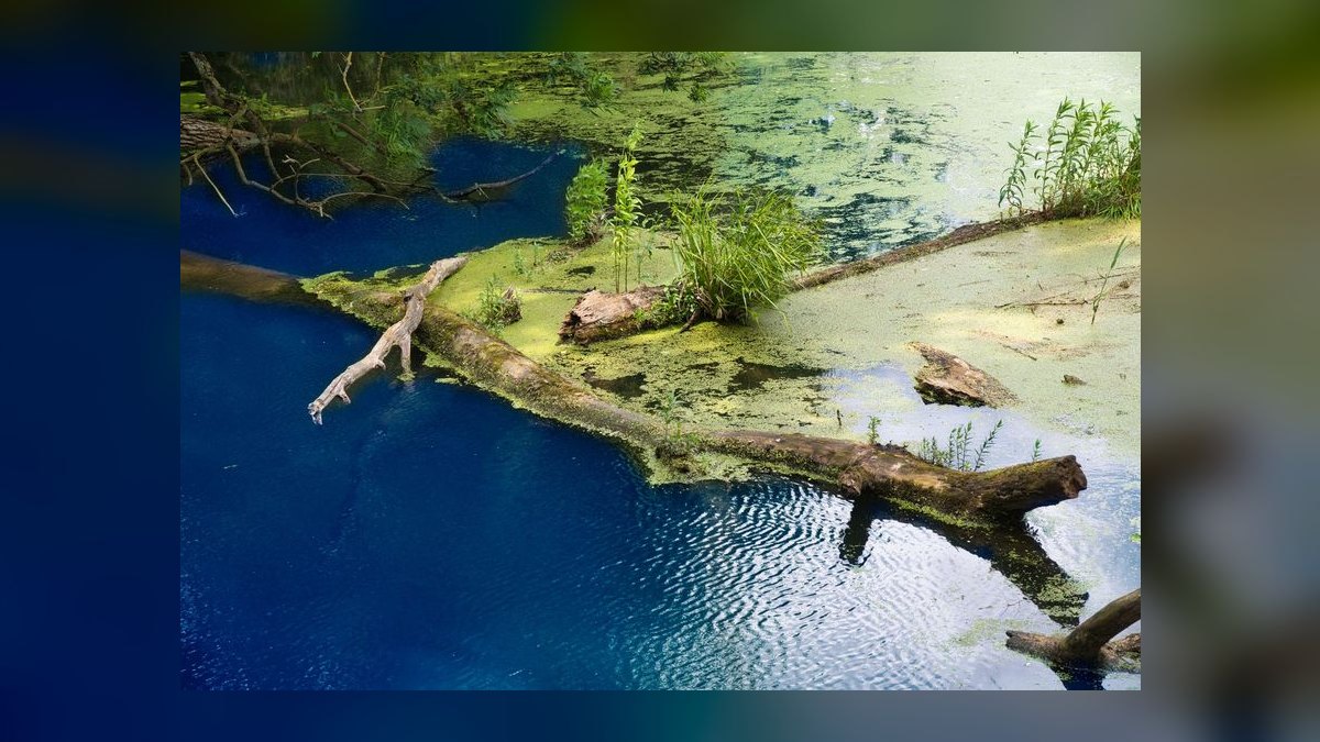 Top 10 biotope tank ideas 2027 — figure 6