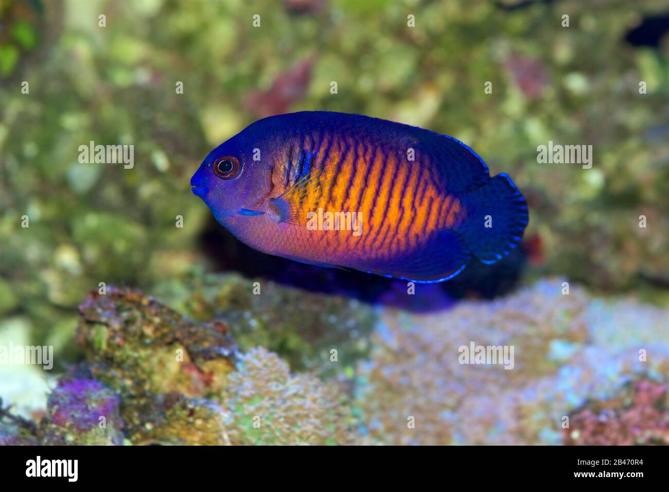 Top 10 brackish water fish 2027 — figure 10