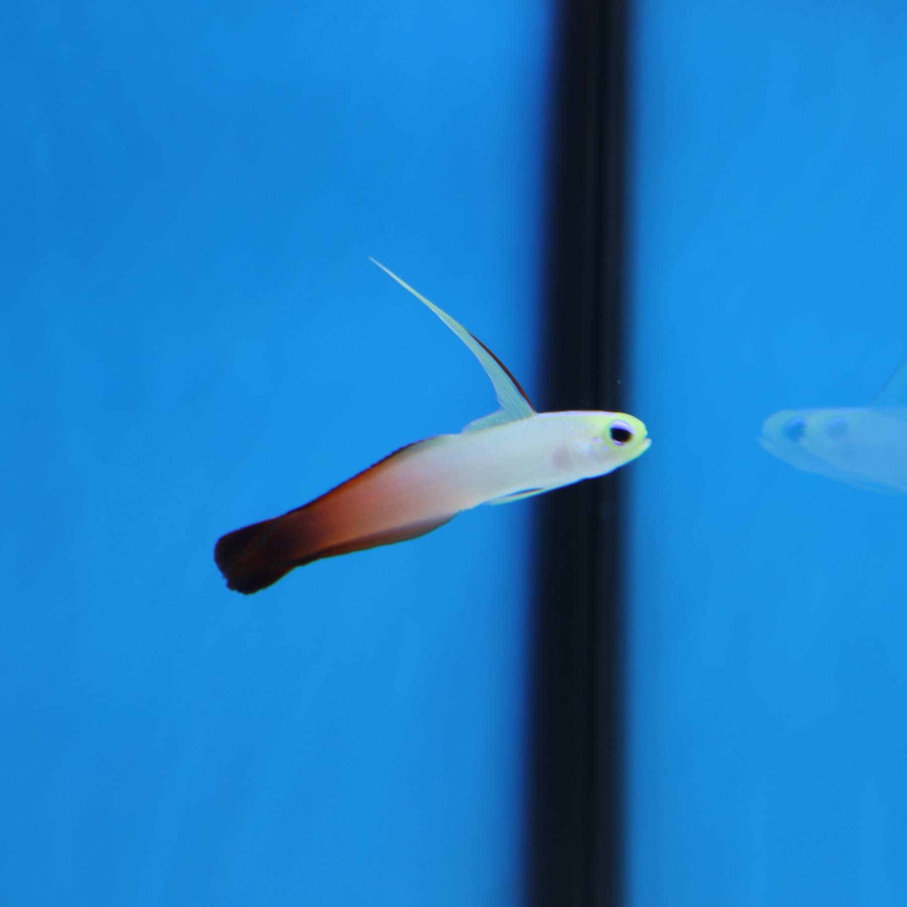 Top 10 brackish water fish 2027 — figure 2