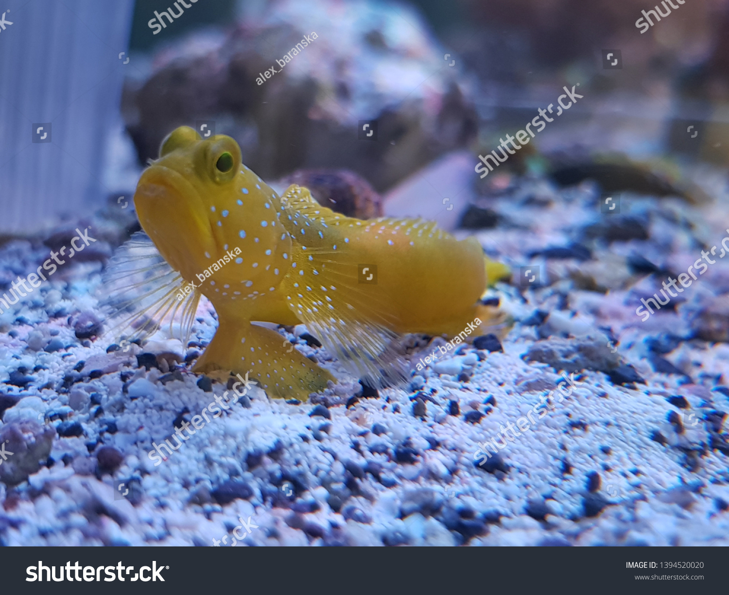 Top 10 brackish water fish 2027 — figure 4