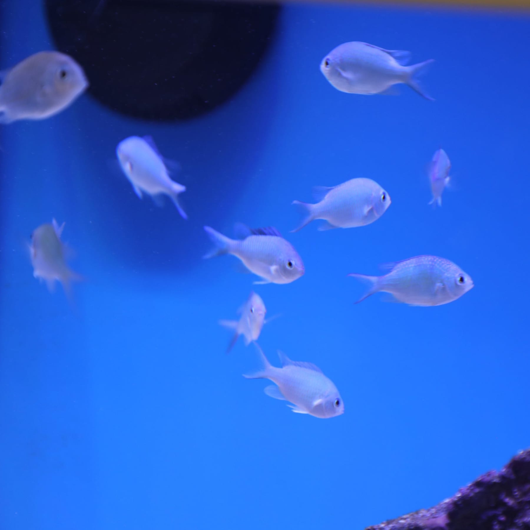Top 10 brackish water fish 2027 — figure 5