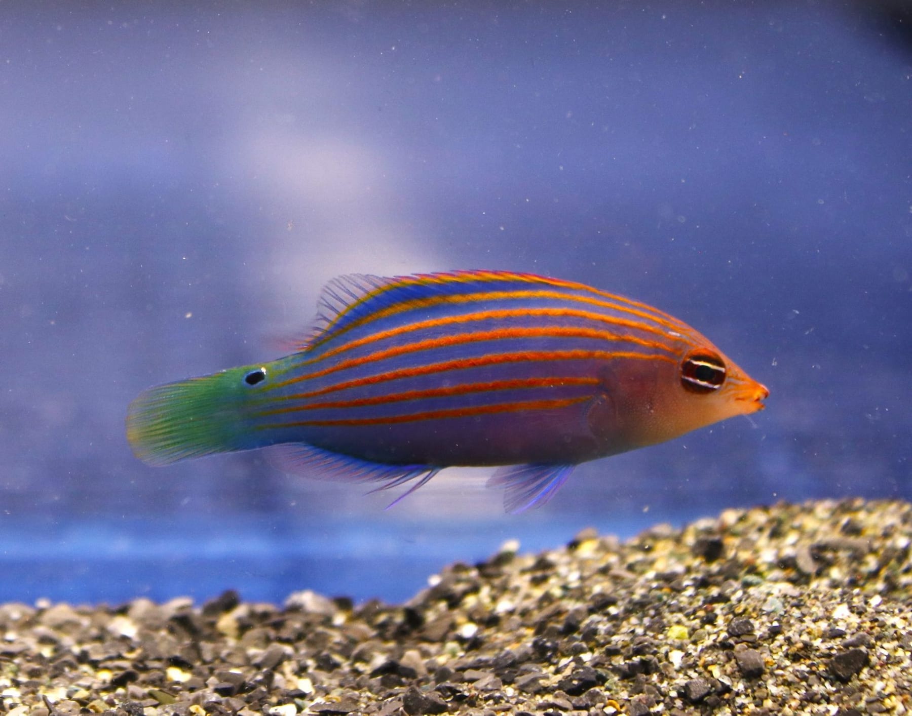 Top 10 brackish water fish 2027 — figure 6