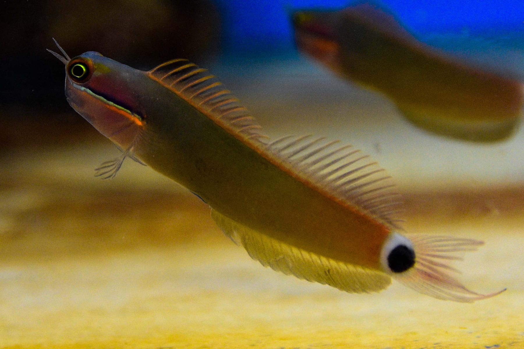 Top 10 brackish water fish 2027 — figure 8