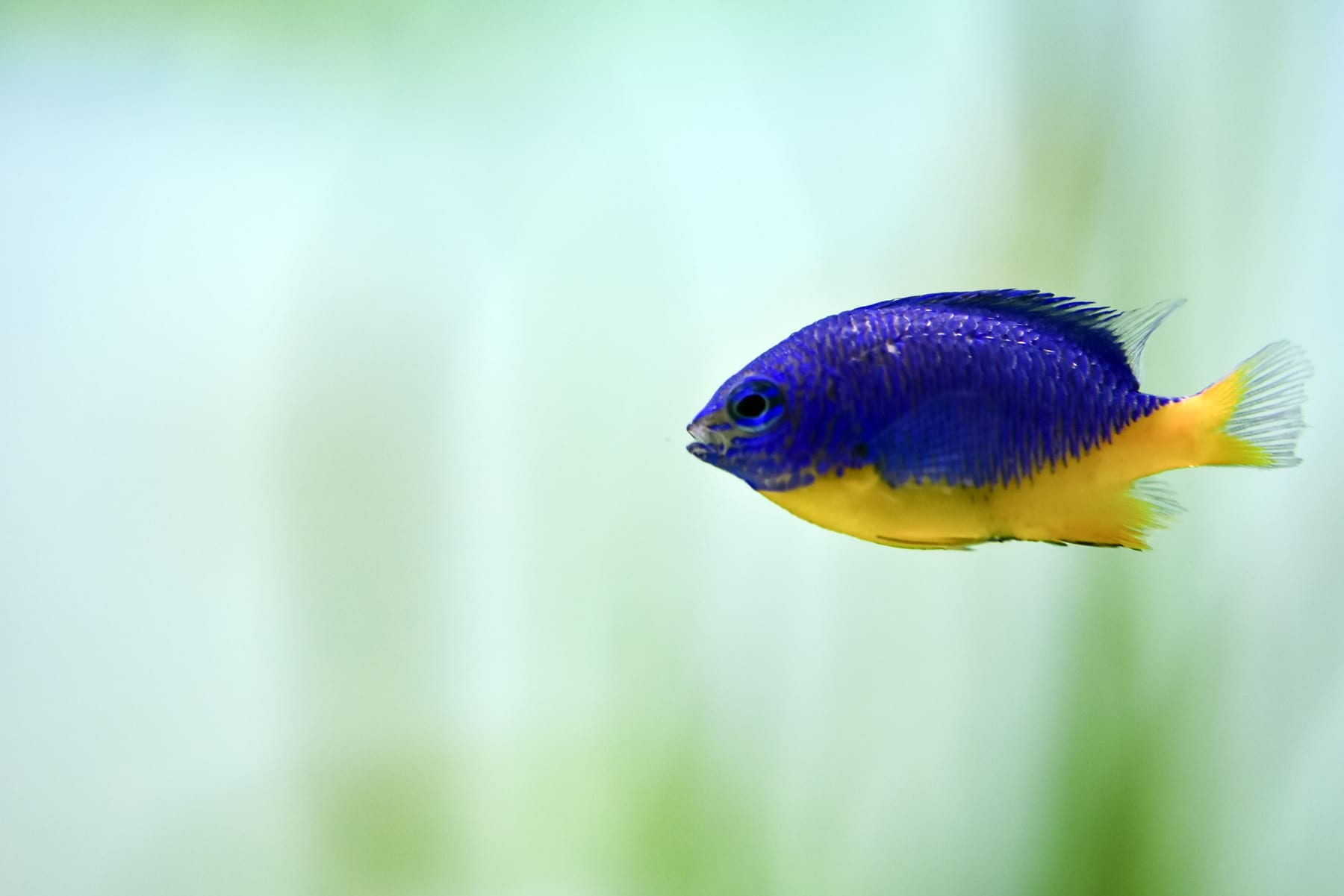 Top 10 brackish water fish 2027 — figure 9