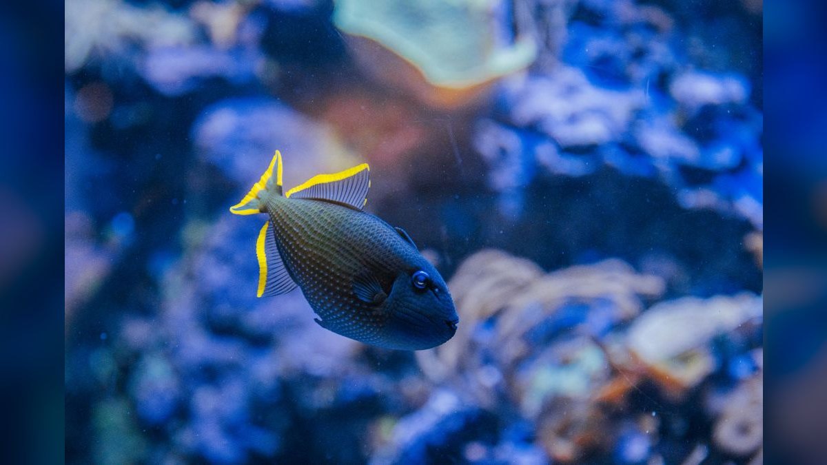 Top 10 saltwater reef lighting 2027 — figure 2