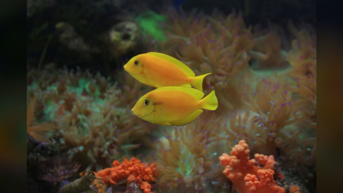 Top 10 saltwater reef lighting 2027 — figure 4