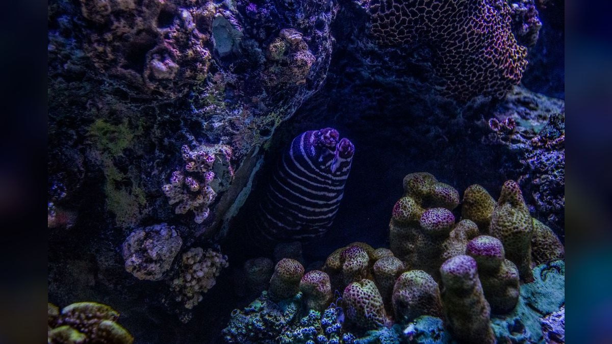 Top 10 saltwater reef lighting 2027 — figure 6